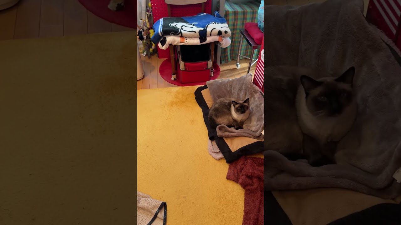 退院してきた人間と12日ぶりの再会にポカ～ンとしているだけのシンガプーラとたぬき猫なのにゃ♪#cat #シンガプーラ #トンキニーズ#たぬき猫