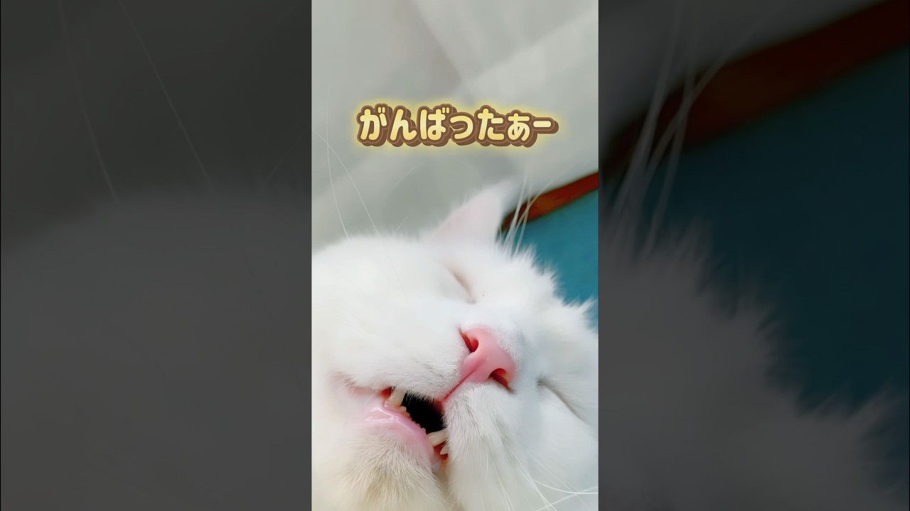 猫の日#short #メインクーン #サイベリアン