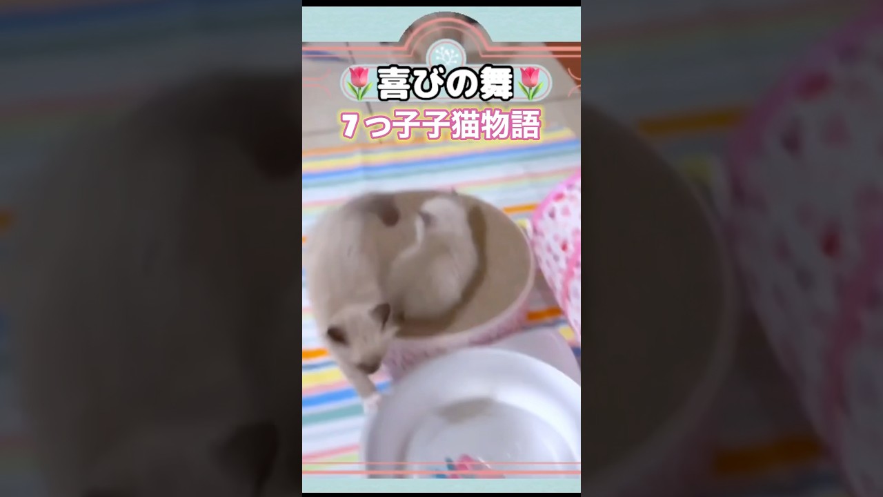 暴走する子猫たちww #shorts #子猫 #ラグドール