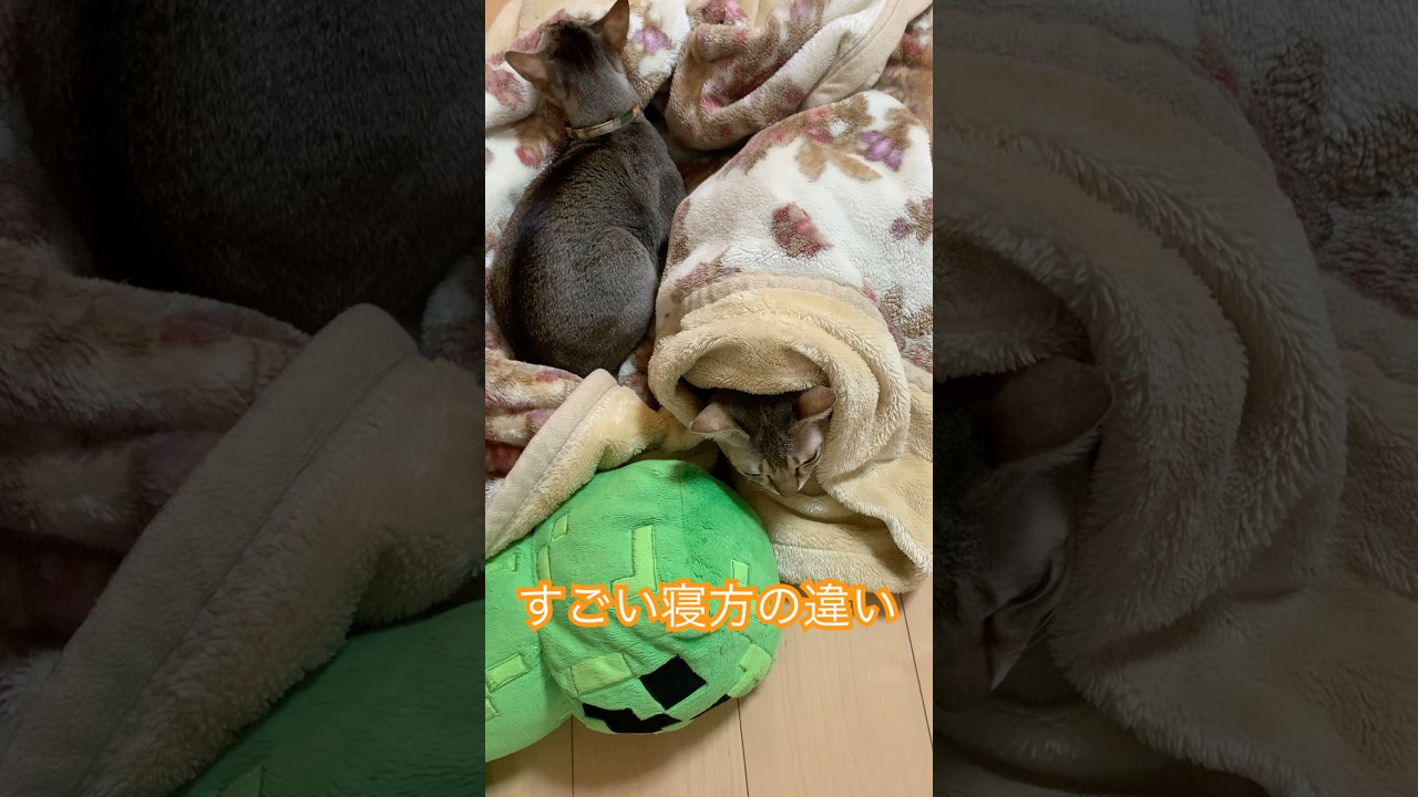 どっちも快適　#シンガプーラ　#猫のいるくらし