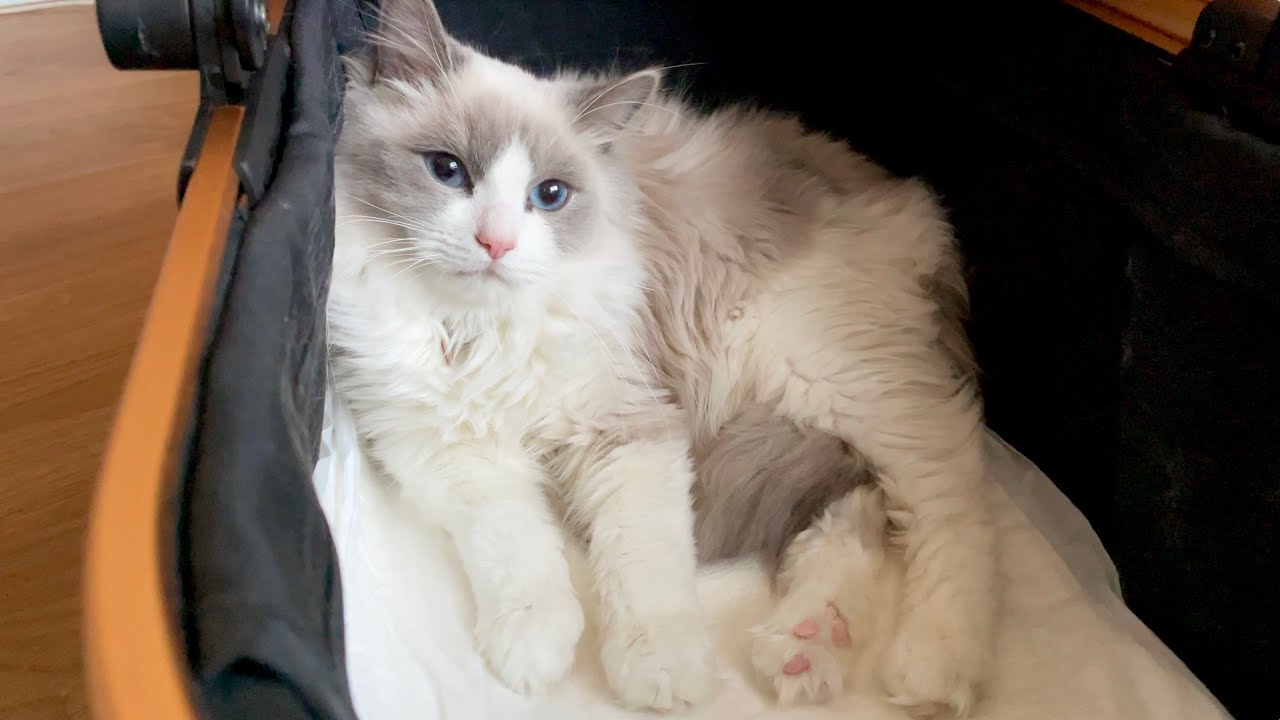 生後6ヶ月の赤ちゃん猫をお迎えしたら天使すぎた…絶対に見て…