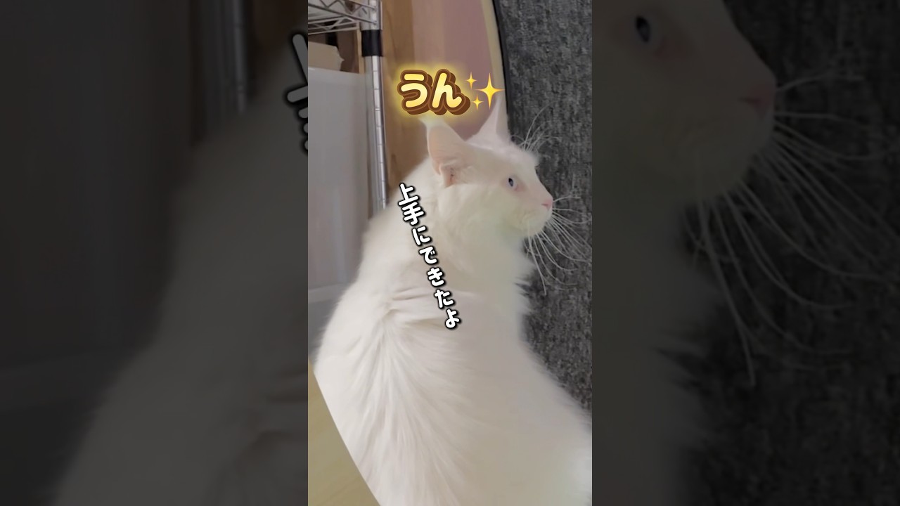 キャットホイール練習続行中#short #メインクーン #サイベリアン