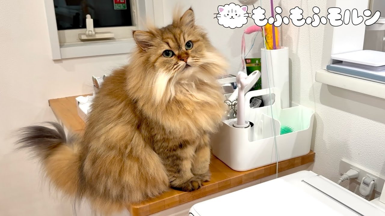 もふもふ猫が期待していることは？ 【サイベリアン】