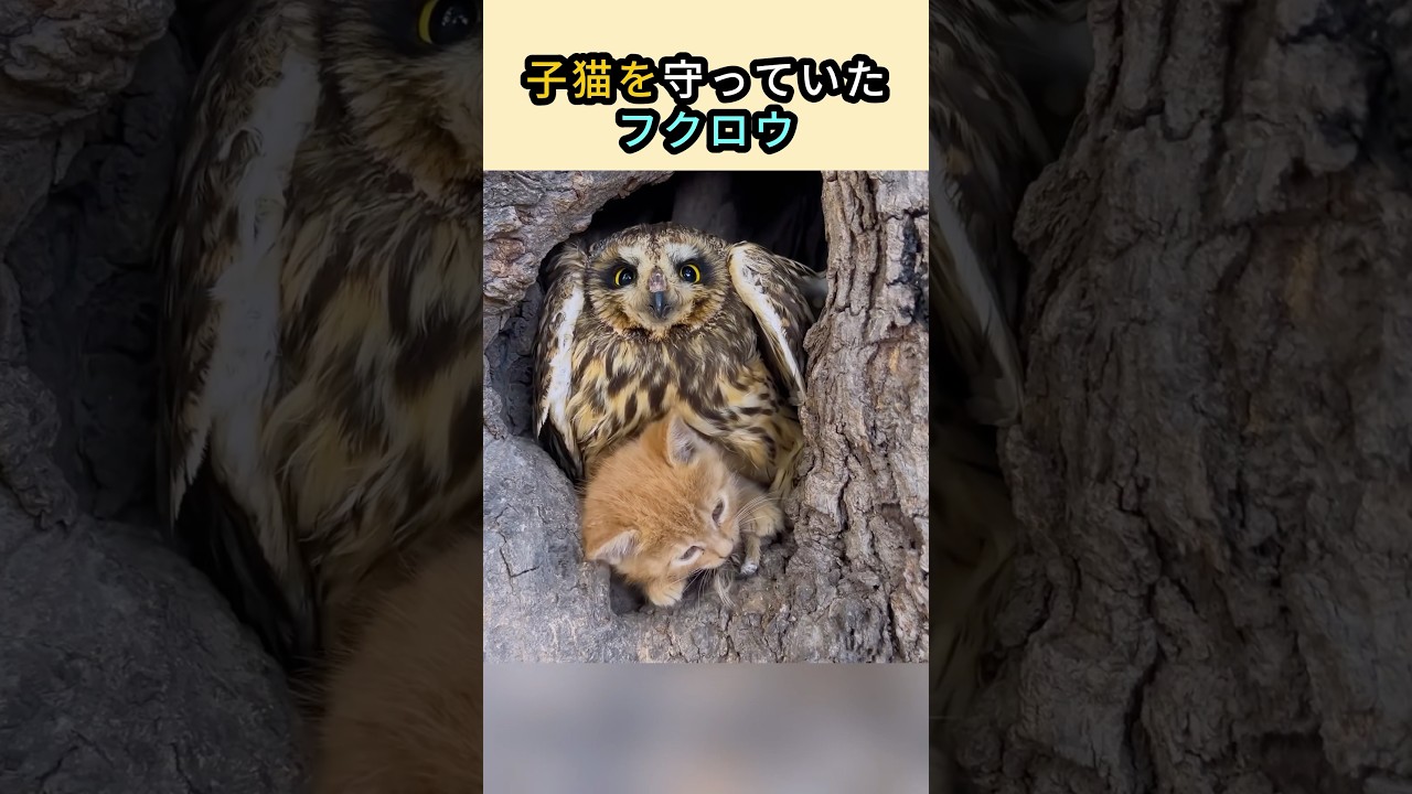 子猫を守っていたフクロウ #子猫 #フクロウ
