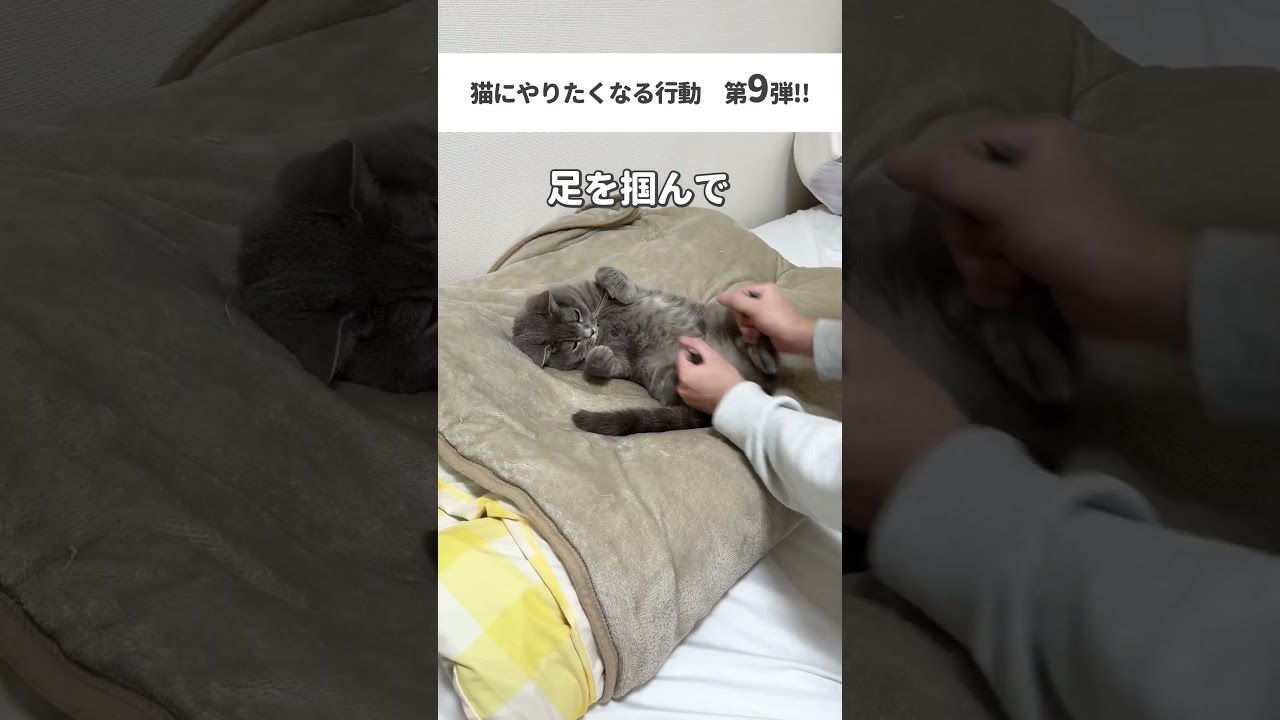 【猫動画】猫にやりたくなる行動8選 猫 #猫 #ねこ #猫動画 #猫の日  #替え歌