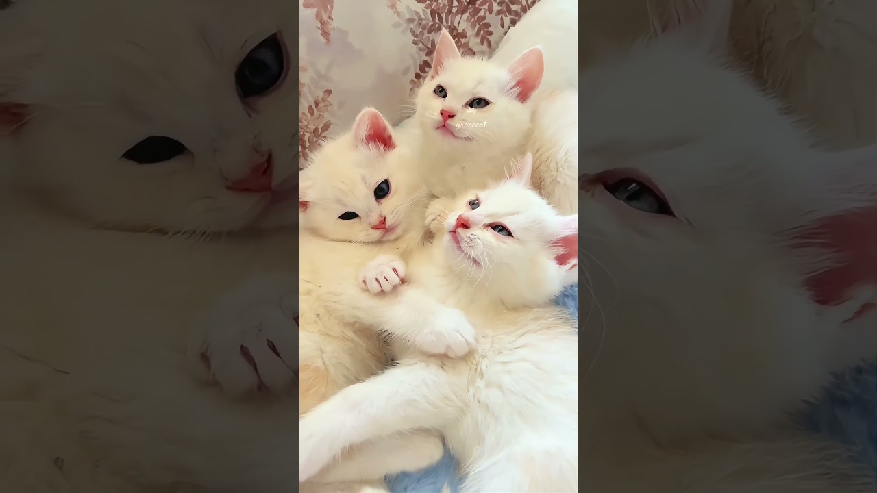 When we were little kittens, meow~子猫だった頃の私たちにゃん#かわいいねこ会話家族楽しい瞬間#cutest cat family happy time shorts
