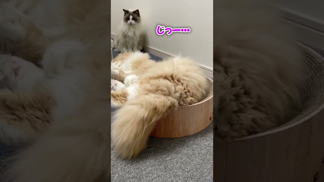 イヤイヤ期の猫【スコティッシュフォールド】 #ねこ #猫のいる暮らし  #いやしねこ