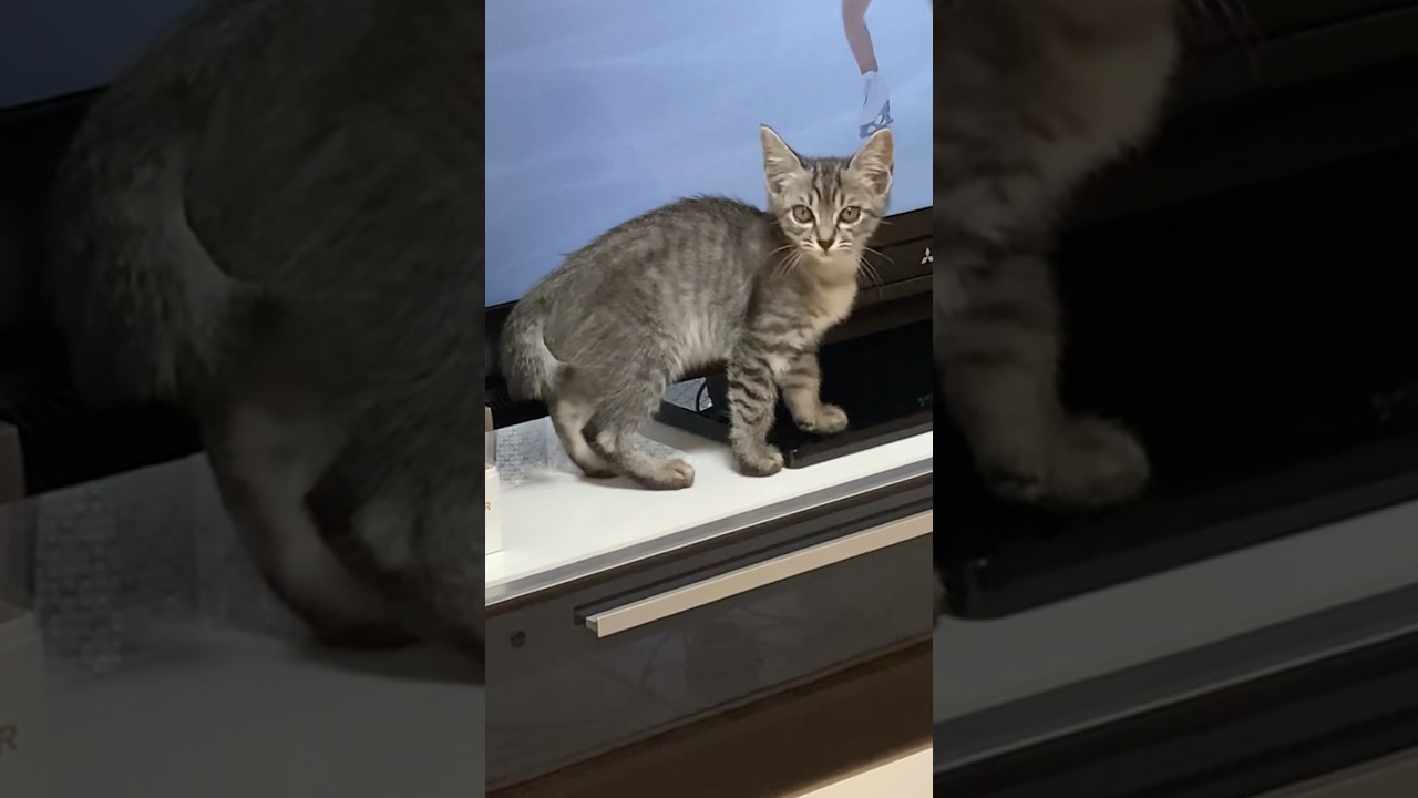 見て～😍はじめての猫パンチ🙀【幸のスズ】　#shorts  #cat  #子猫  #kitten  #ねこ  #かわいい猫