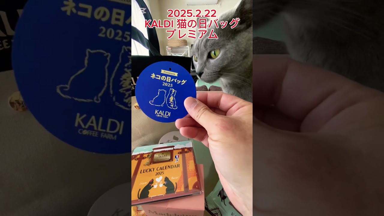 KALDI猫の日バッグプレミアム2025.2.22 #short #猫の日 #kaldı