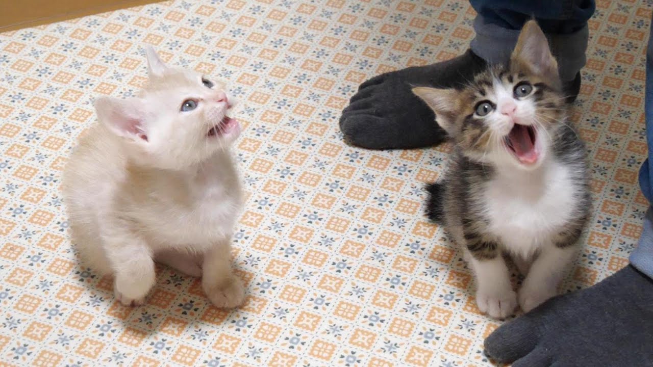 ご飯まだですか？ニャーニャー隊がゴハンの準備に気づいてやって来る【赤ちゃん猫　保護猫】