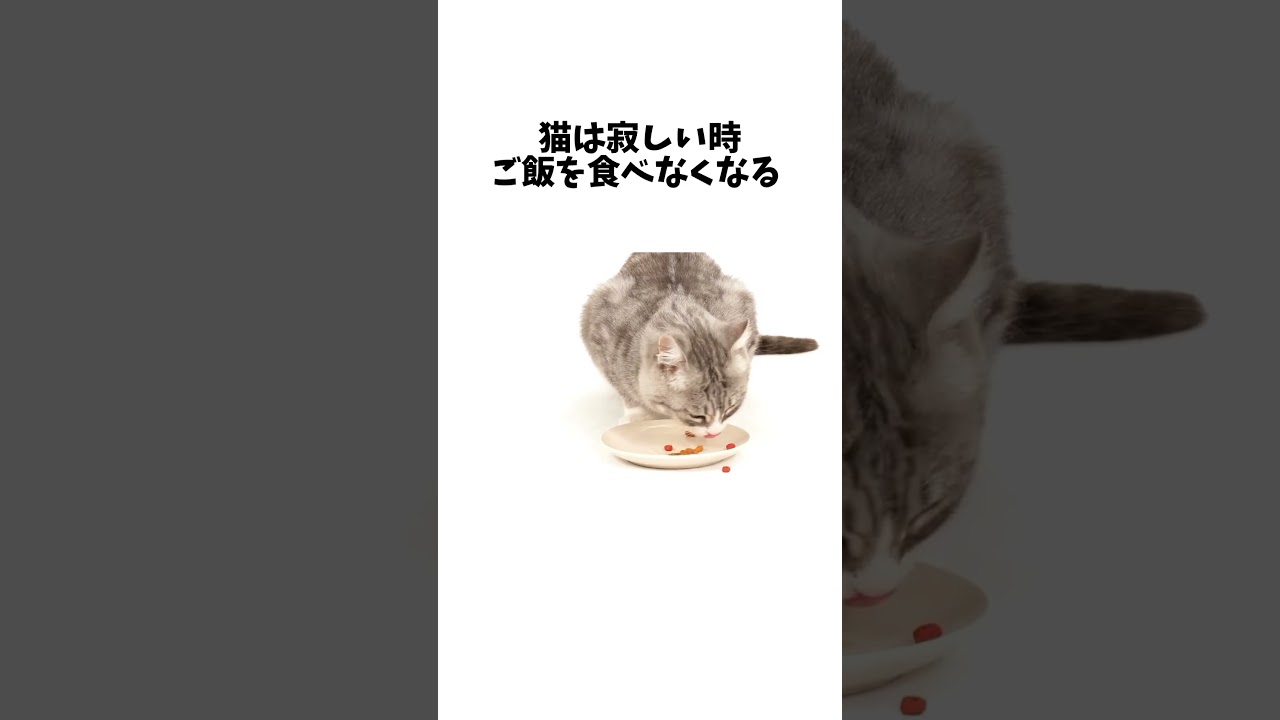 猫が寂しくなった時の行動 #雑学 #豆知識 #猫