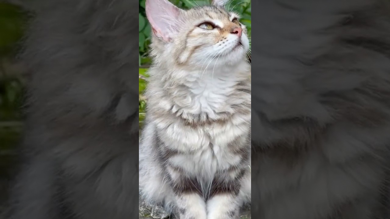 The Secret Life of Cats – What They Do When No One’s Watching!