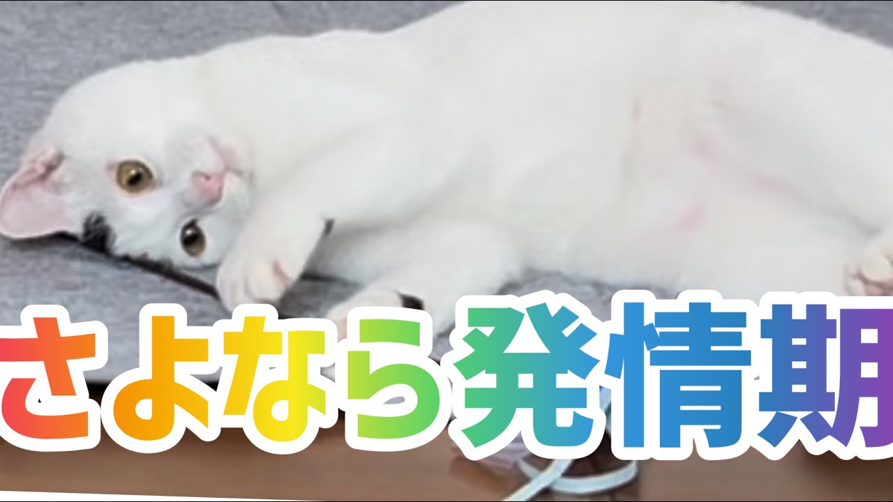 避妊手術がか決まったので、このミルクはもう二度と会えない。#保護猫 #ねこ #猫のいる暮らし #ミルねーさん #猫の日
