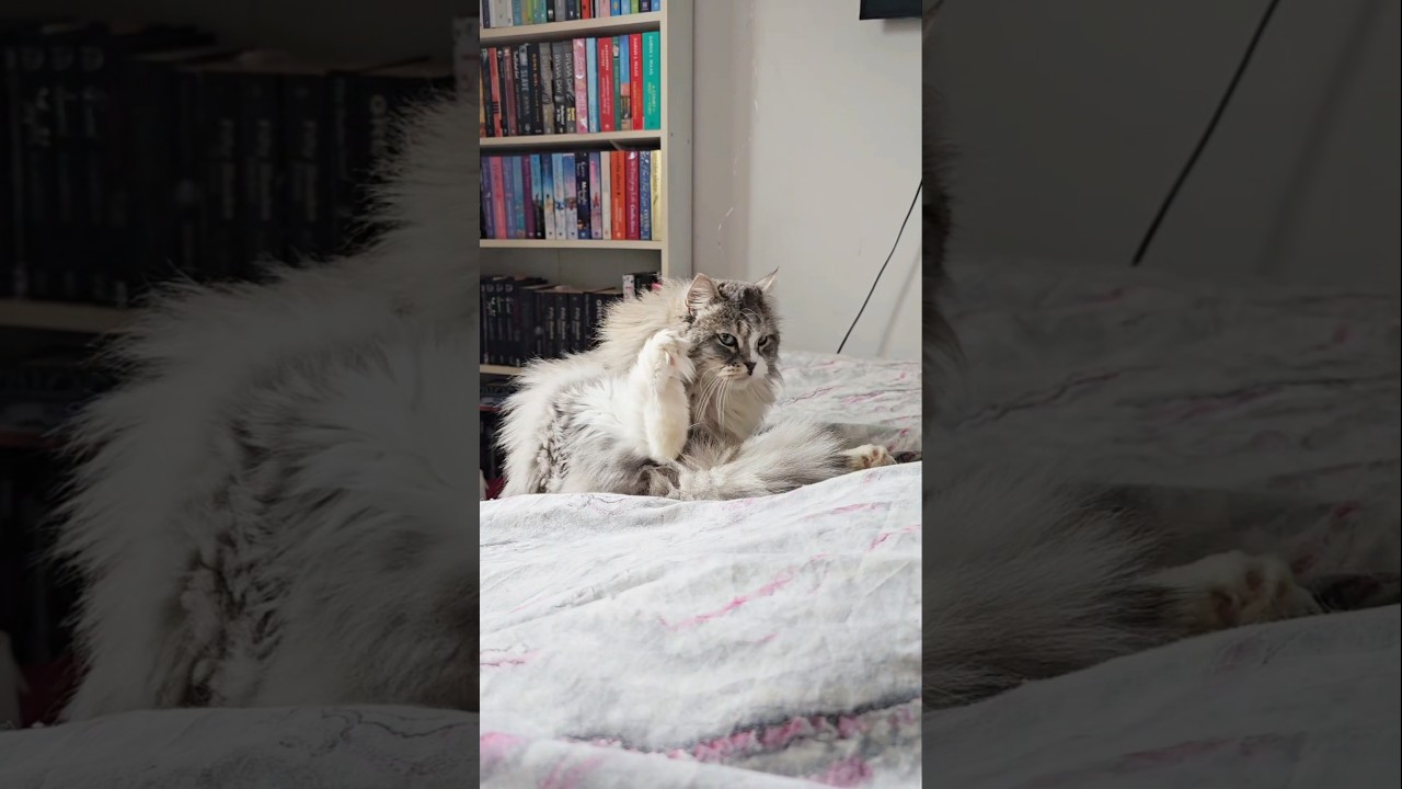 so worth it though... #siberiancat #siberian #fluffycat