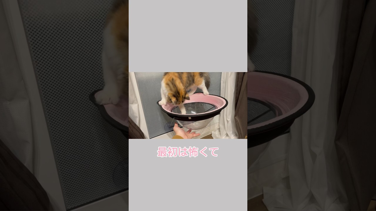 試行錯誤して乗れるようになりました😼💞#子猫#猫動画#cat#calico#マンチカン#子猫成長記録