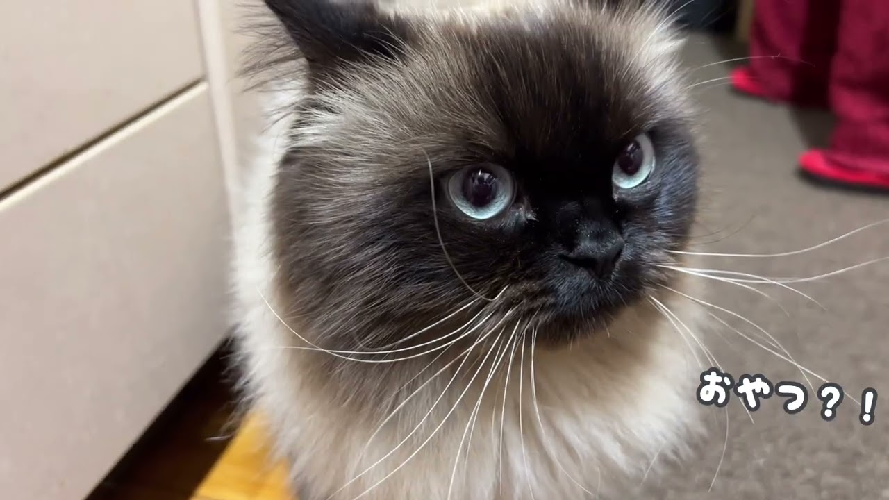 2/22！猫の日！