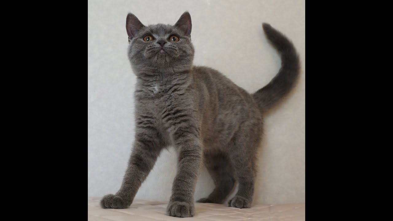 ブリティッシュショートヘアー子猫　British Shorthair　2024.10.1産まれ　ブルータビー　女の子　シーダキャット猫のお店