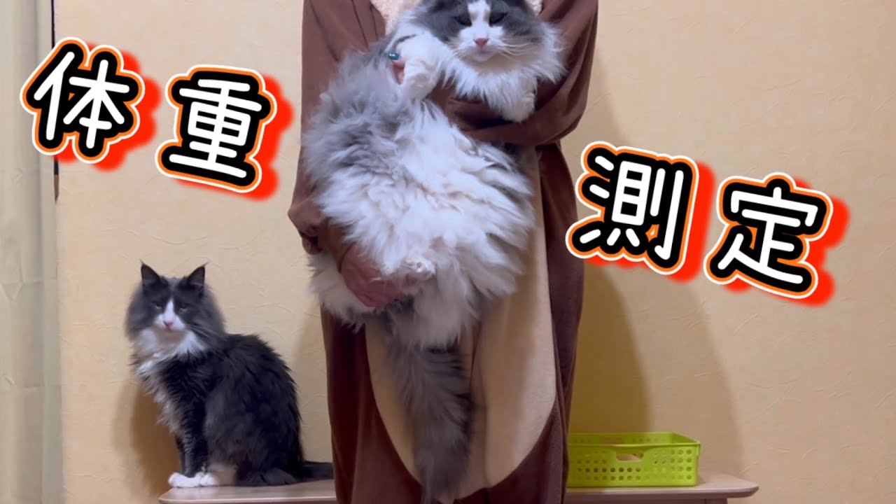【衝撃結果】もふ猫たちの体重測定をしたら、体重が……‼︎‼︎ノルウェージャンフォレストキャットとターキッシュアンゴラ