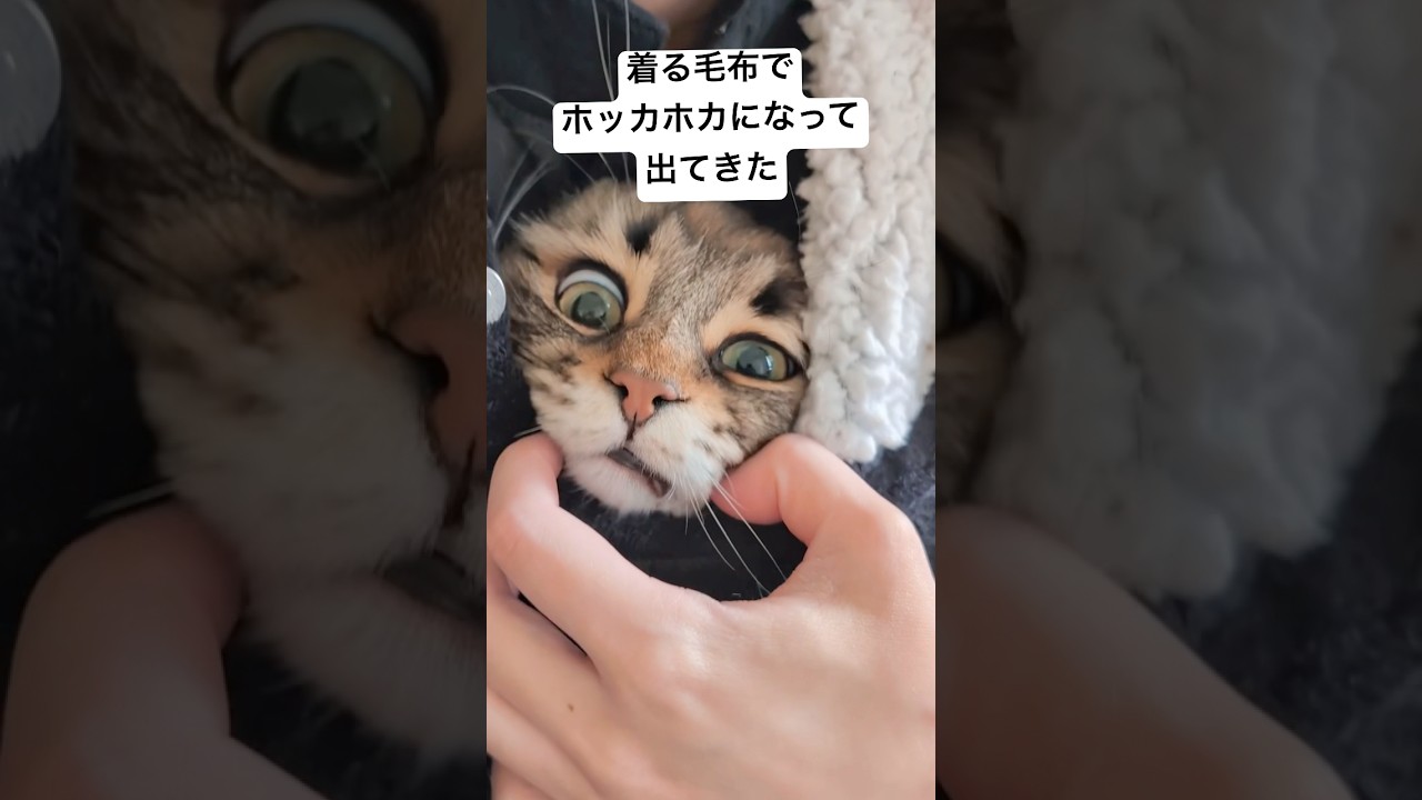 寒い日はぬくぬくネコちゃんを見て #サイベリアン #猫 #着る毛布