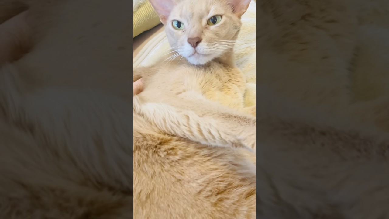 いぶちゃんのリラックスタイム〜#猫#いぶりん#アビシニアン#フォーン#cat#abyssinian#fawn#beautiful