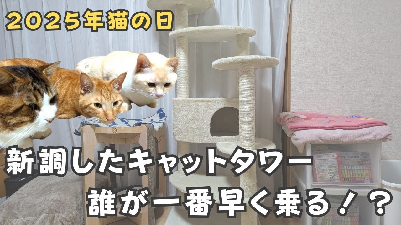 高級キャットタワー購入☆誰が一番早く乗るのか選手権！