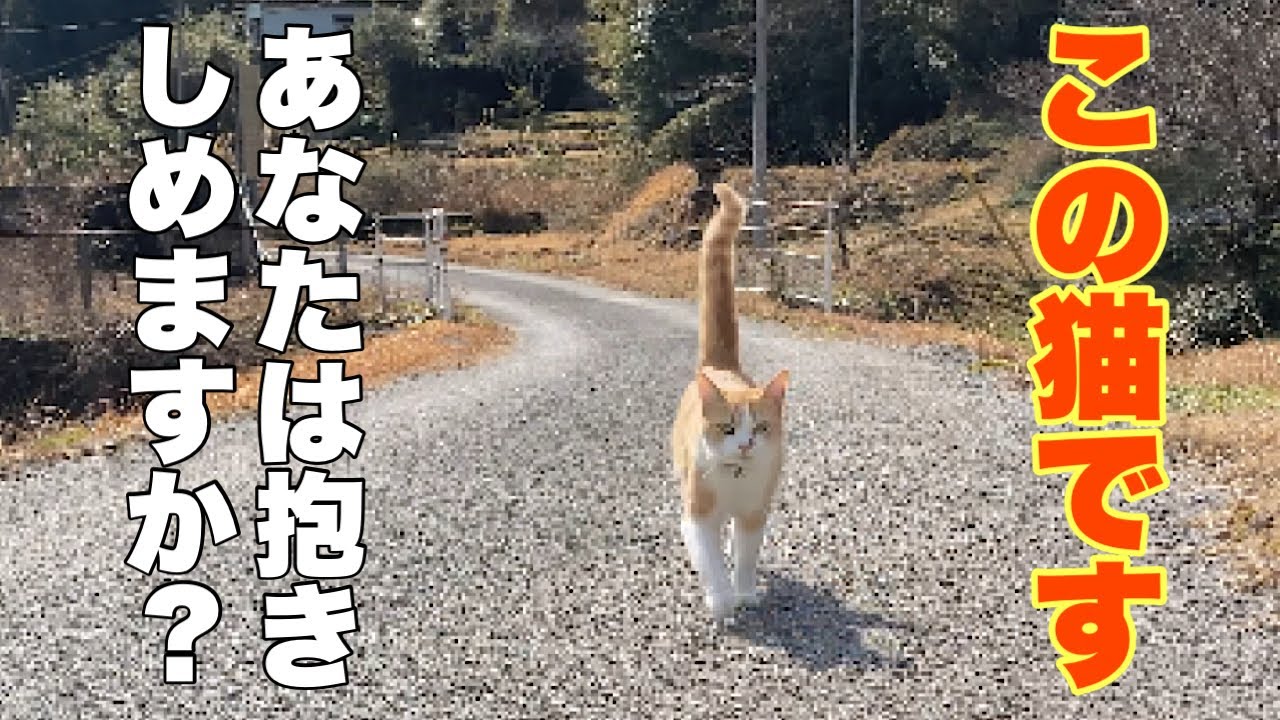 どうしたの？山奥の道を遠くから大声で泣いて帰って来る猫に一体何が？