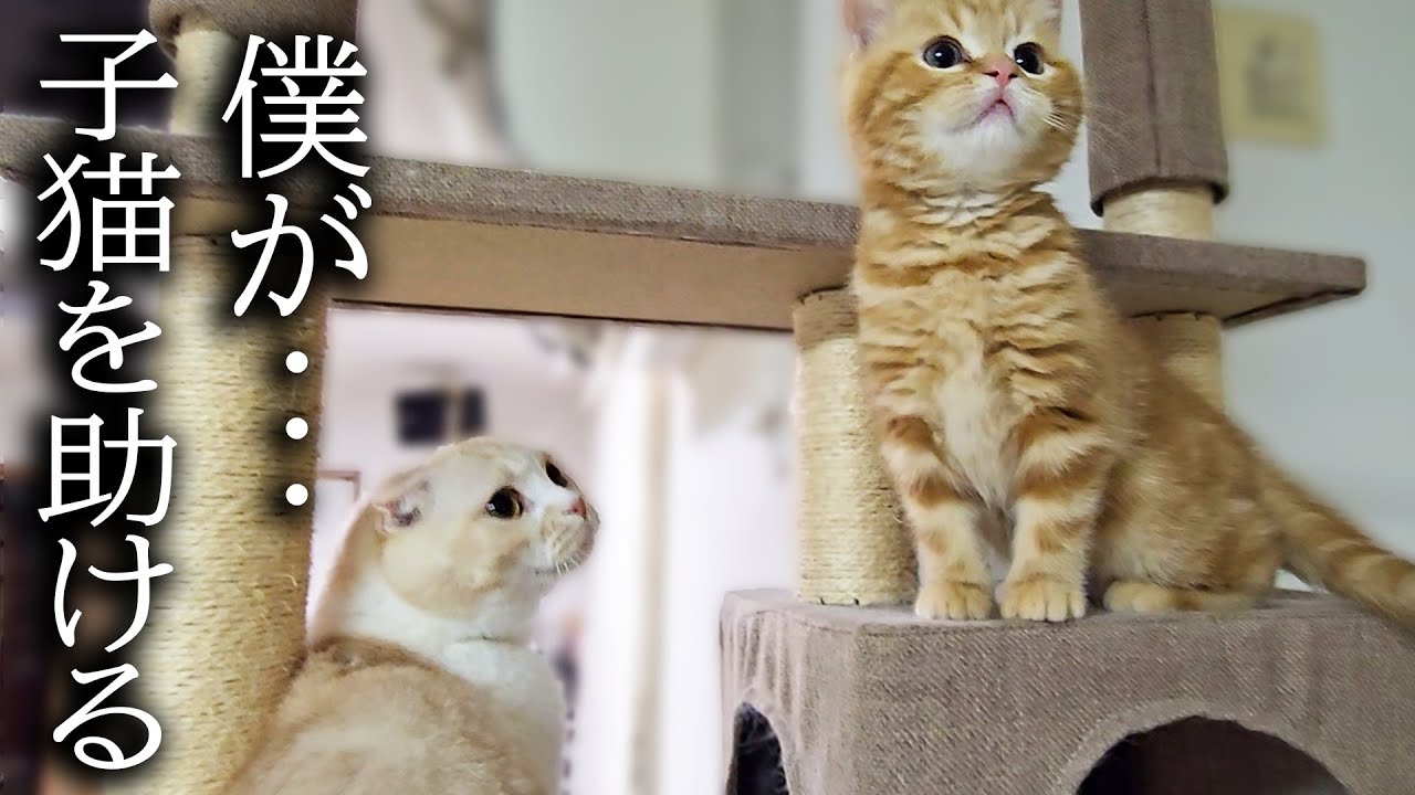 子猫がタワーから降りられなくなり必死に助ける先住猫と犬がこちら