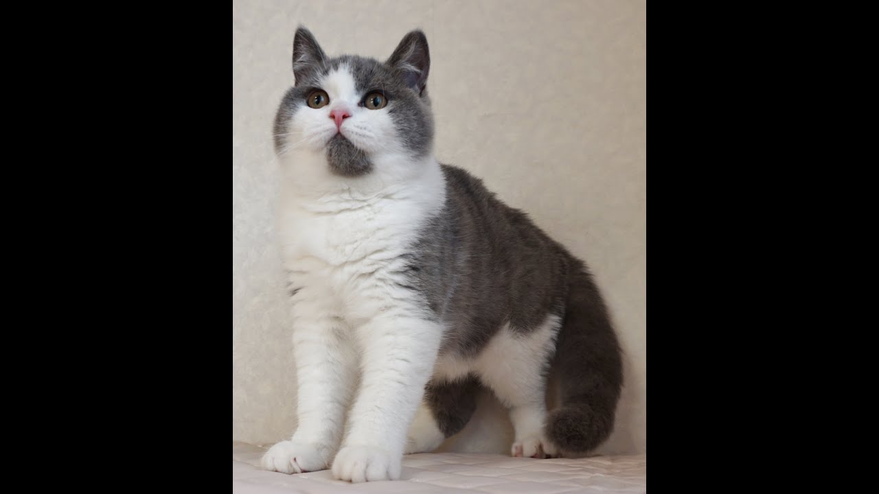 ブリティッシュショートヘアー子猫　British Shorthair　2024.10.1産まれ　ブルータビー＆ホワイト　男の子　シーダキャット猫のお店
