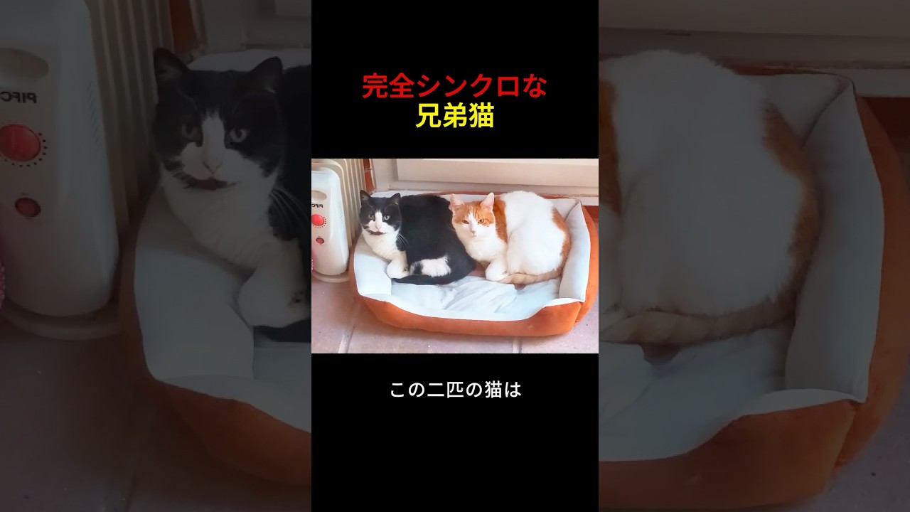 2匹の黄色い猫の兄弟がうまく連携して行動している