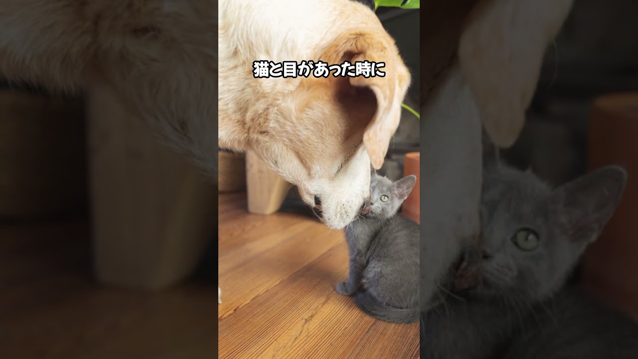 猫は無条件の愛を与えてくれる🥰 #cat #ねこのいる生活 #ねこのいる幸せ #ねこ好きさんと繋がりたい #ねこ大好き #猫動画