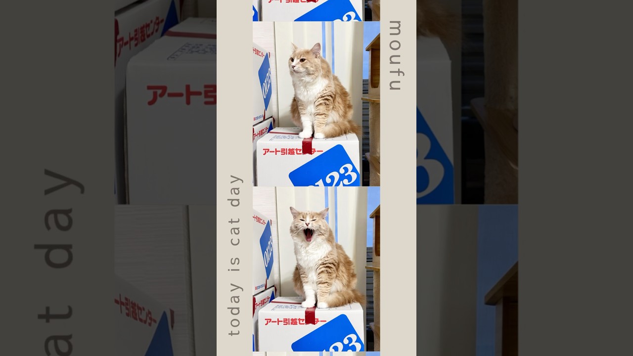 猫の日🐱　#cat #サイベリアン #猫のいる暮らし #かわいい #猫の日 #にゃんにゃんにゃん #猫のいる暮らし #ネコ #猫好きさんと繋がりたい #今日のもうふ