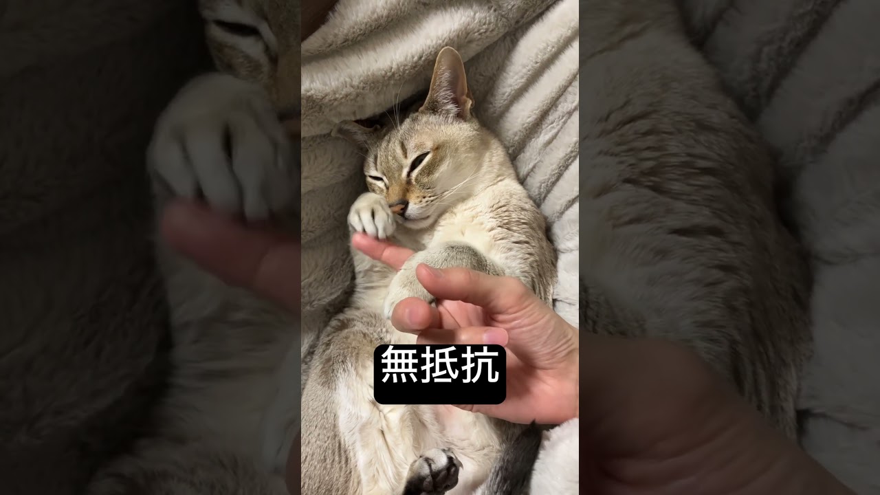 脱力しきったシンガプーラ