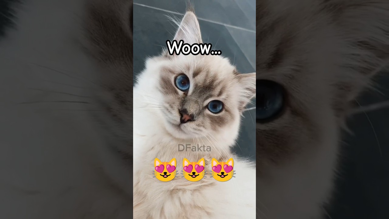 Kucing Cantik Dan anggun #faktamenarik #cat #catlover #birmancat #pets #kucing #kucinglucu #shorts