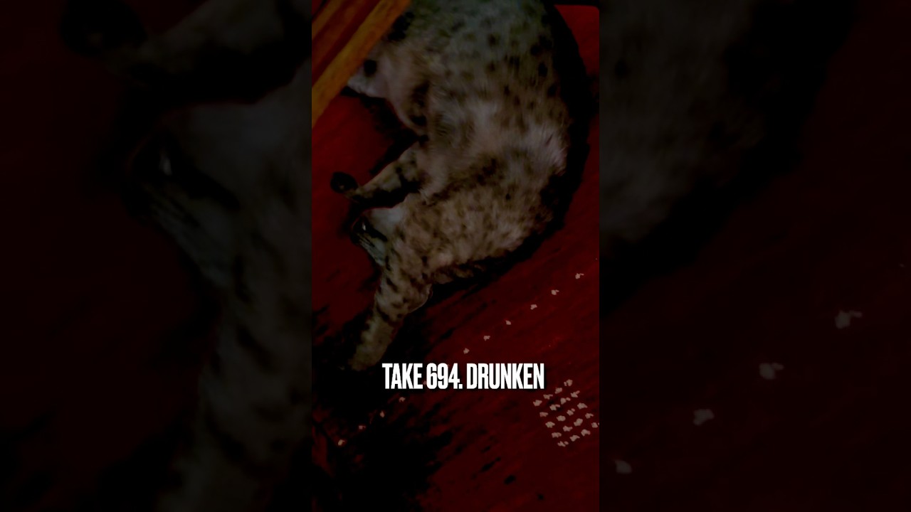 あたち #よっぱらい じゃにゃいにゃ❗️んもう、撮るのやめてにゃ‼️💢#egyptianmaucat #エジプシャンマウの仲間たち #エジプシャンマウスモーク #爆睡猫 #shorts #終電 の猫