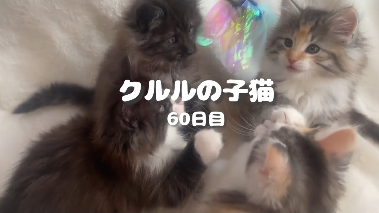 ノルウェージャンフォレストキャット クルルの子猫 60日目