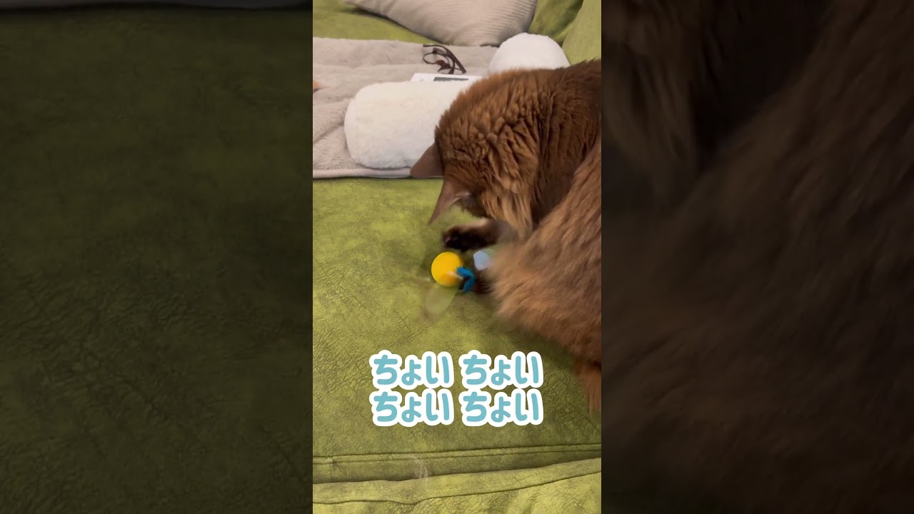 かしゃブンでゆるく遊ぶ猫【にじこた】