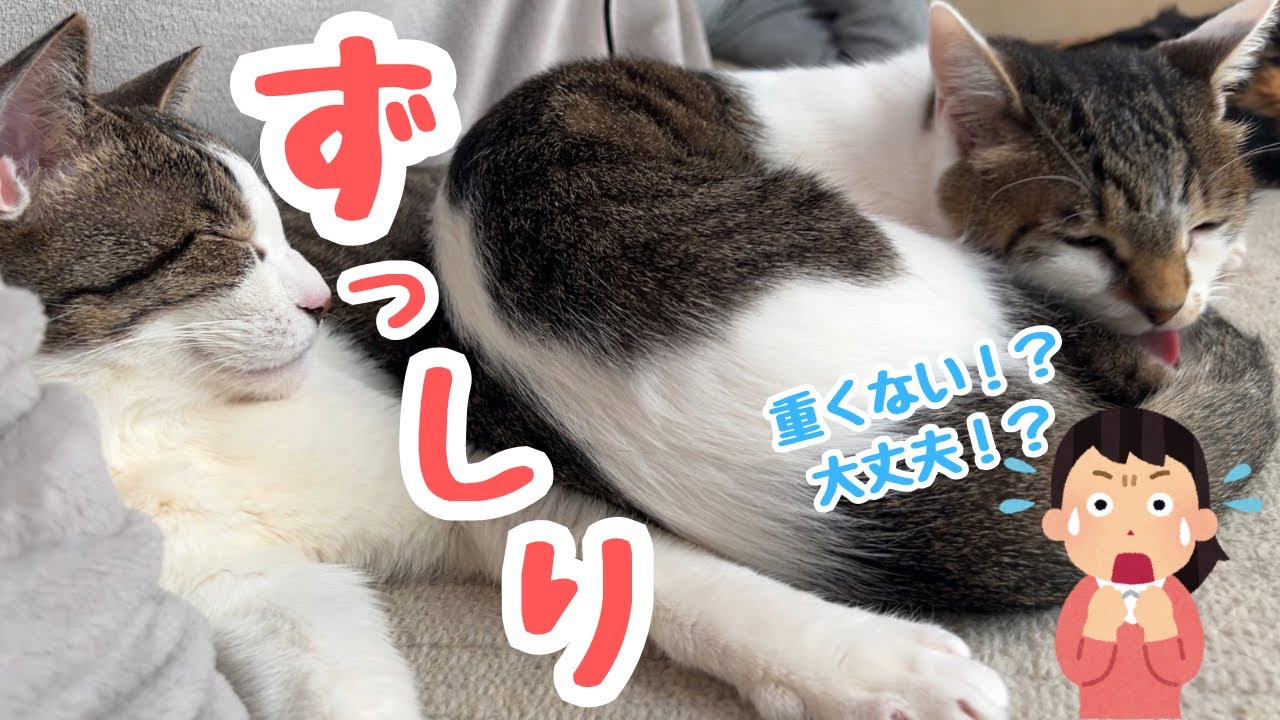 兄に体重を預けすぎている妹猫www