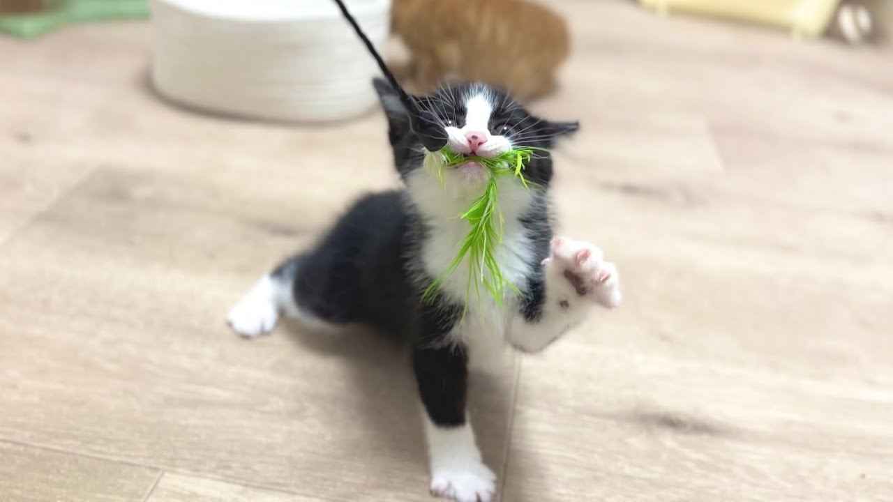 絶対離したくない！！と唸る子猫が必死で可愛すぎた【お祭り兄弟日記#10】Kitten snarling with catnip in its mouth.