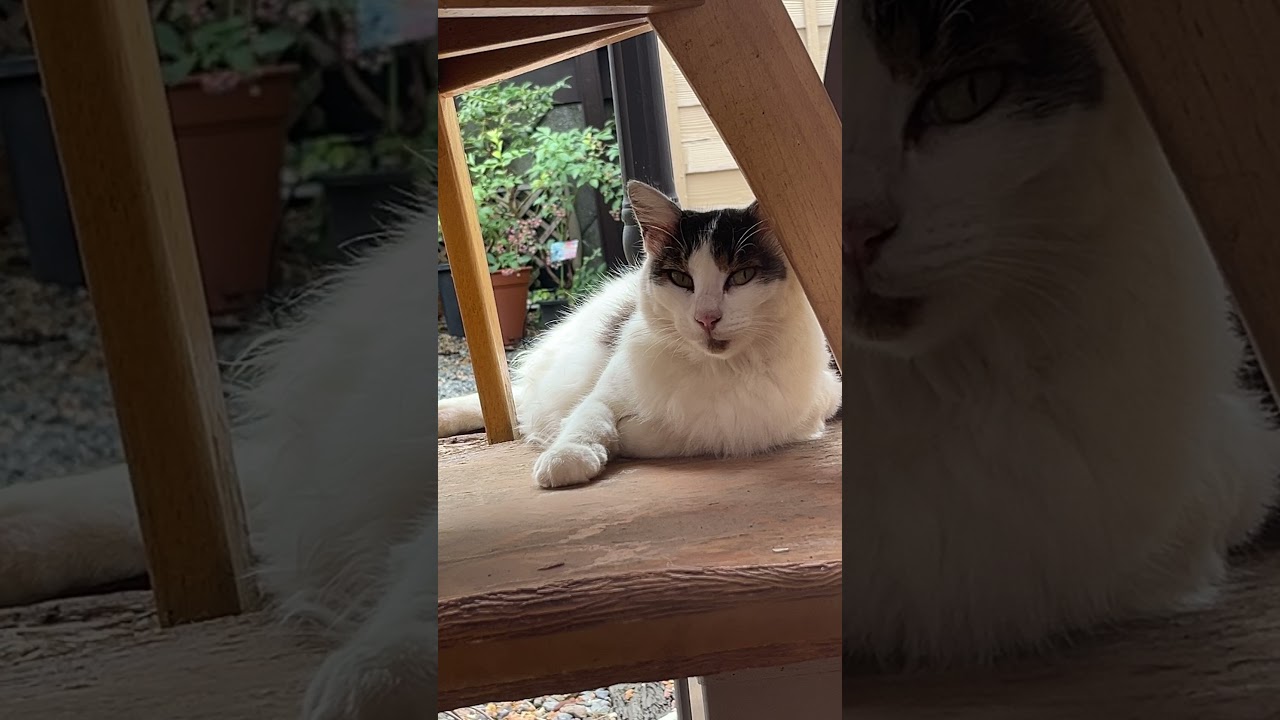 覗いてくる野良猫と目が合う瞬間👀💦
