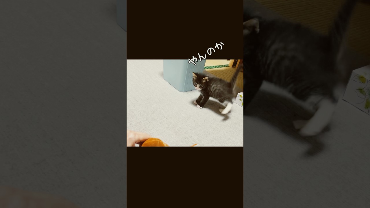 やんのかステップできるかな？子猫の日の思い出