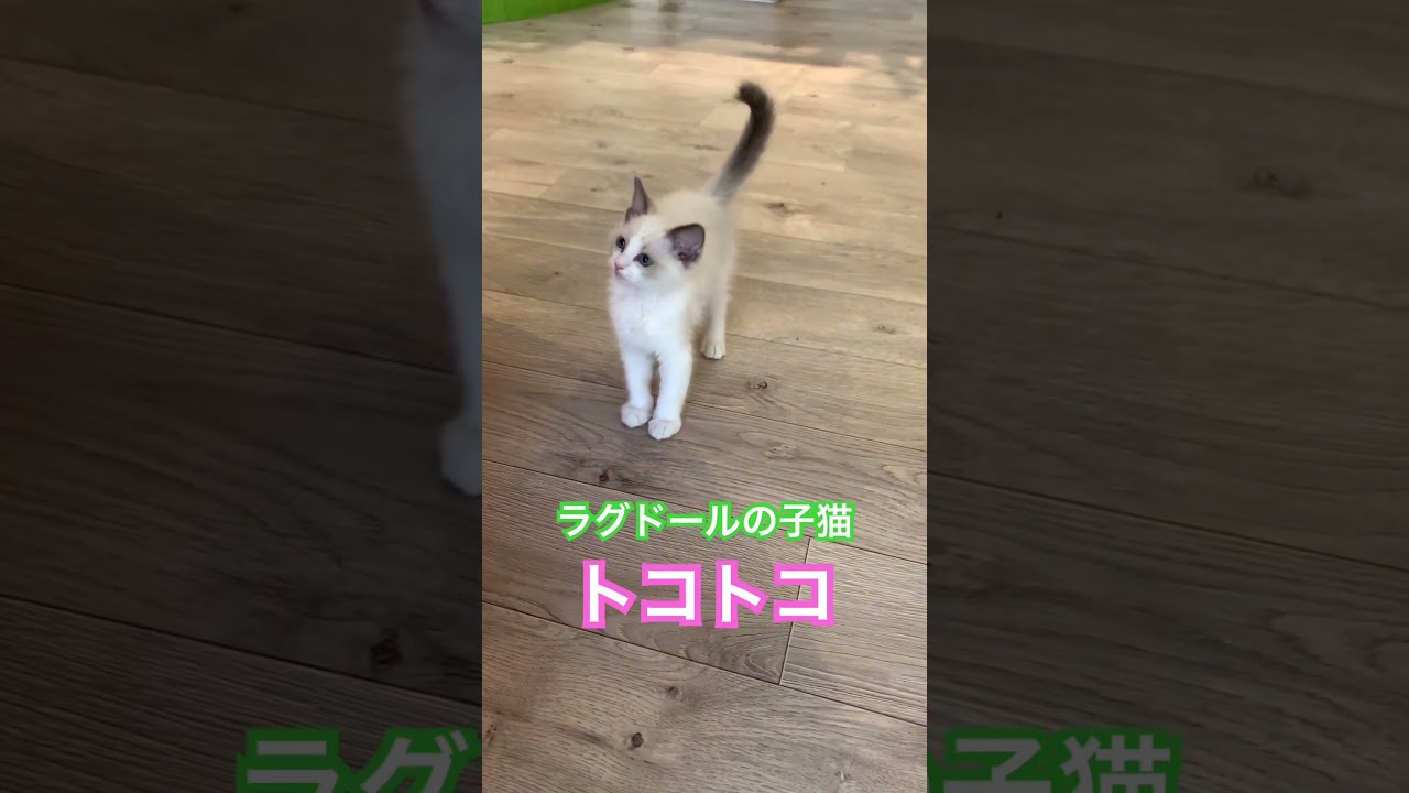 ラグドールの子猫トコトコ #cat #cats  #catcafe #animals #猫 #猫カフェ #猫カフェにあにゃあ #ラグドール #ragdoll #ragdollcat