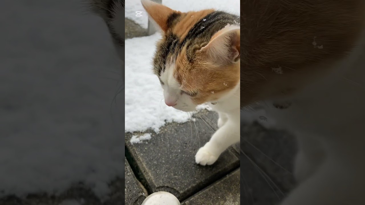雪が大好き！でも 雪の上は歩かない猫‼︎ 【#shorts】　#スコティッシュフォールド