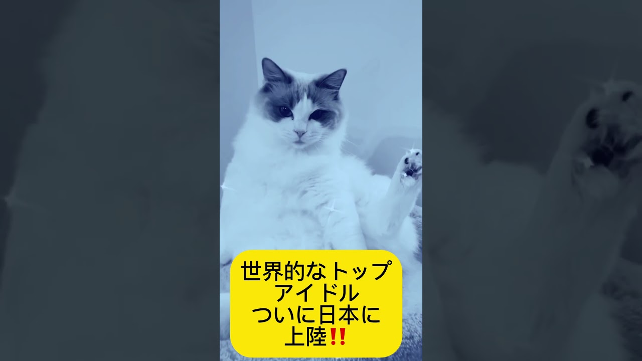 びび様の追っかけビビ子。会えてよかったね❤️ #ラグドール #保護猫 #動物 #猫のいる暮らし