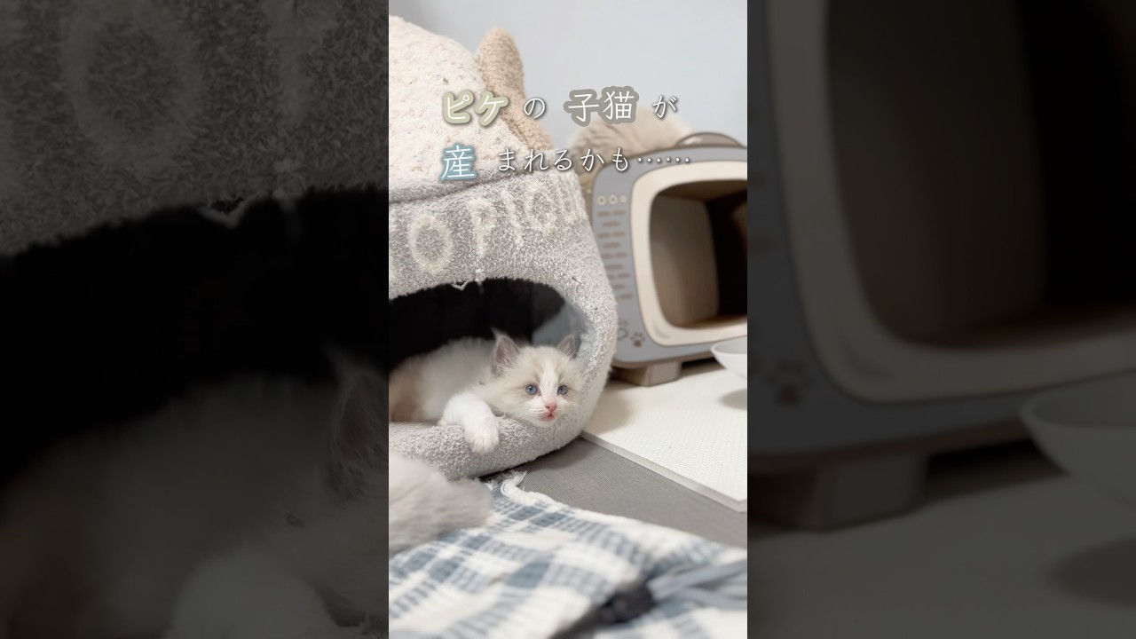 愛猫が妊娠したかもしれません……#ラグドール　#ラグドール子猫　#ラグドールブリーダー　#猫のいる暮らし