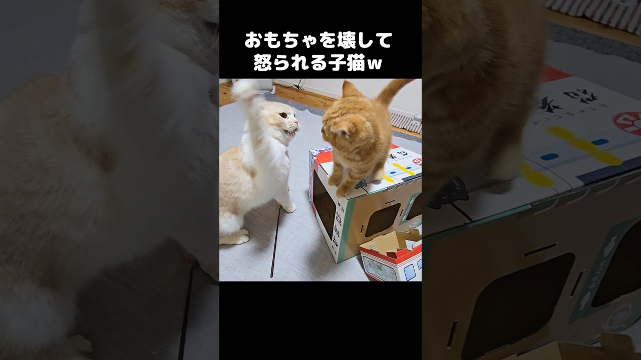 おもちゃを壊して怒られる子猫...笑#short