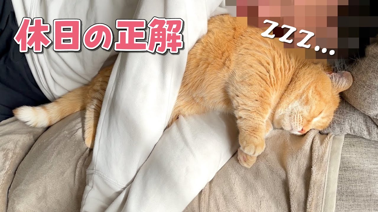 ほかほかの愛猫を抱き枕にしてお昼寝する幸せ者のパパ