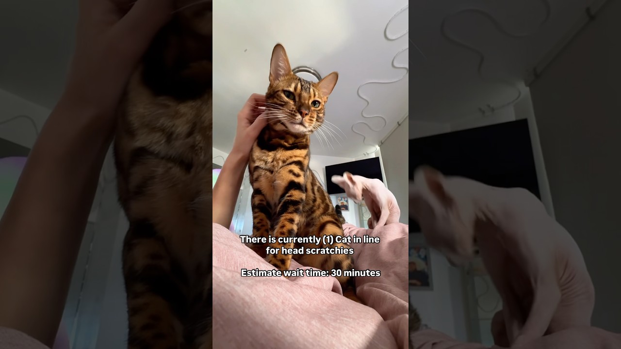 My Cats making a line to get their daily head scratchies #bengalcat #sphynxcat
