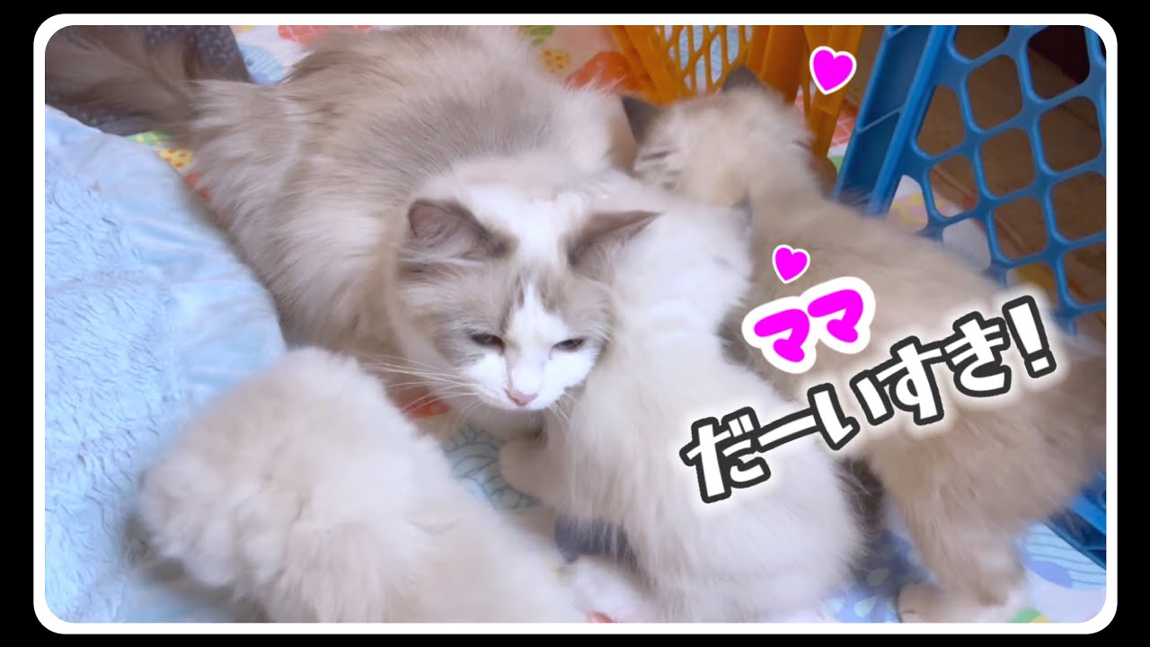 【生後8週】✨ツンデレ美猫ママに育てられる子猫はこうなりますww #ラグドール  #子猫