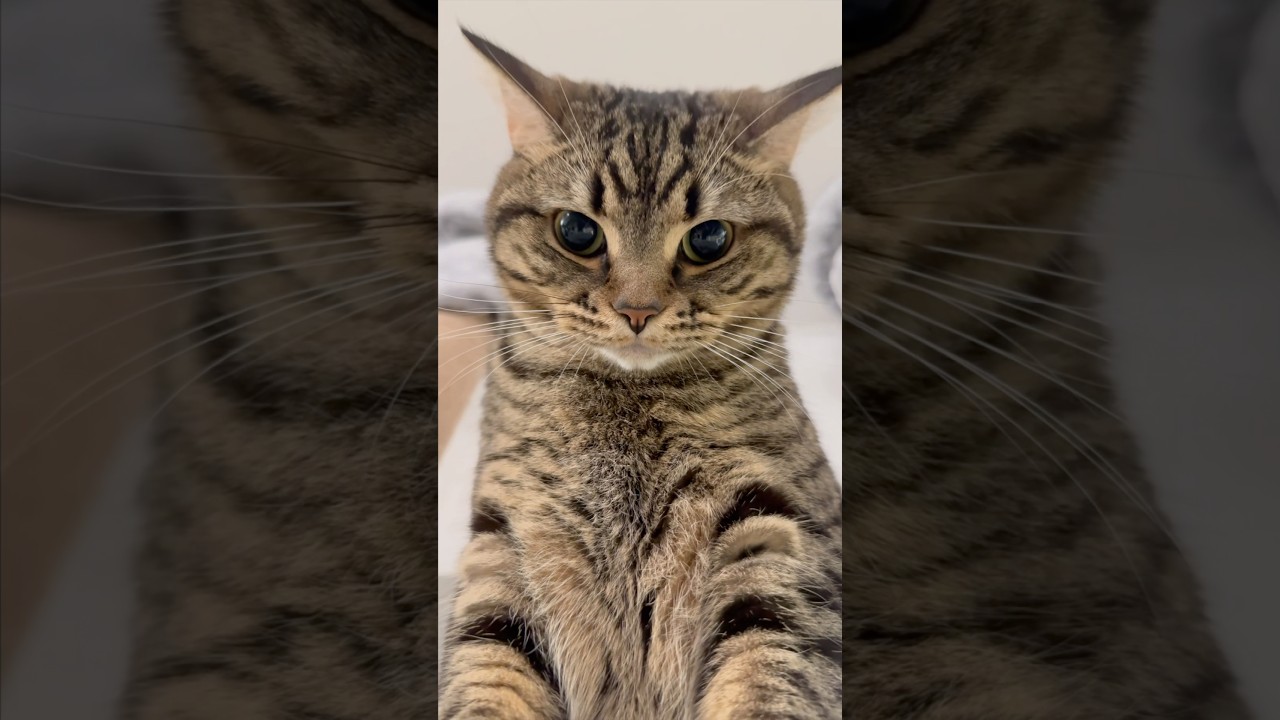 可愛すぎるイカ耳スコティッシュ!? #shorts #猫 #cat