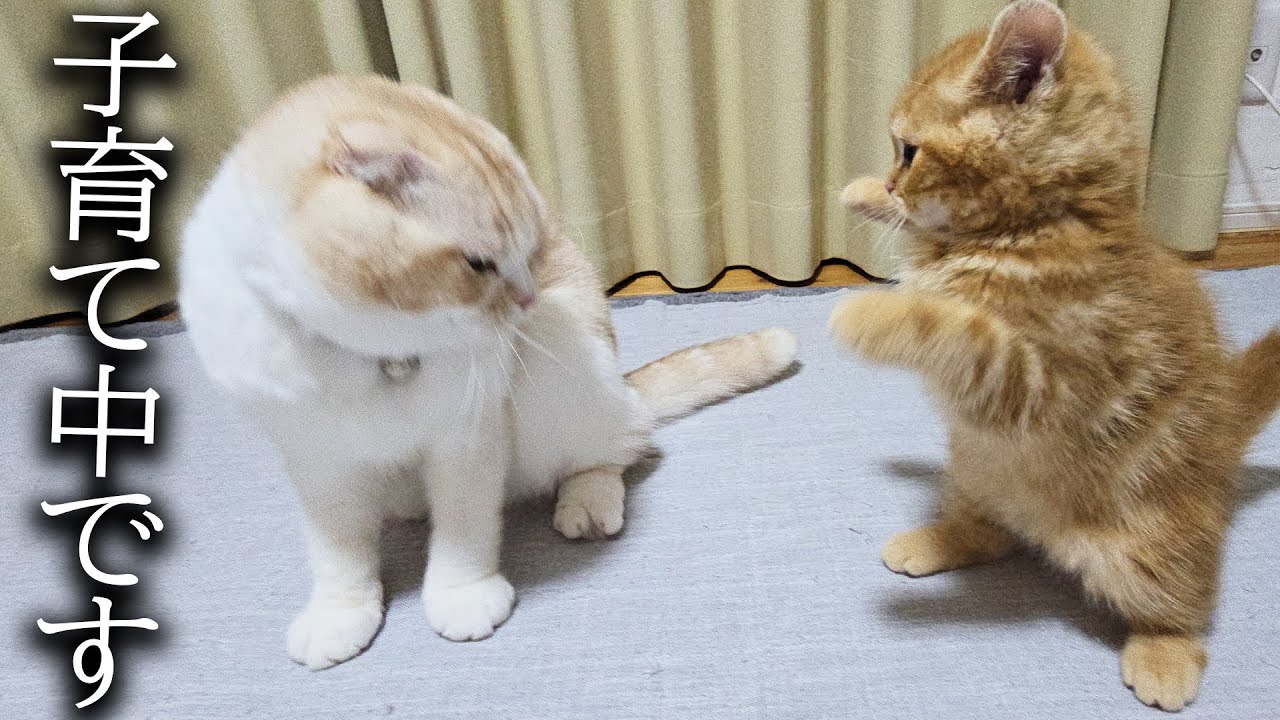 子猫と二人きりになったら大変なことが....